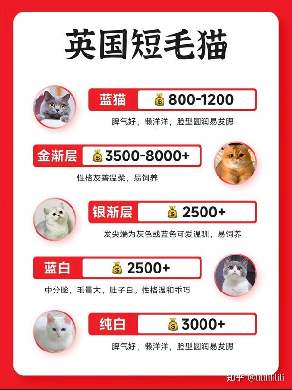 猫猫！救星！最全的猫猫种类大全 - 知乎