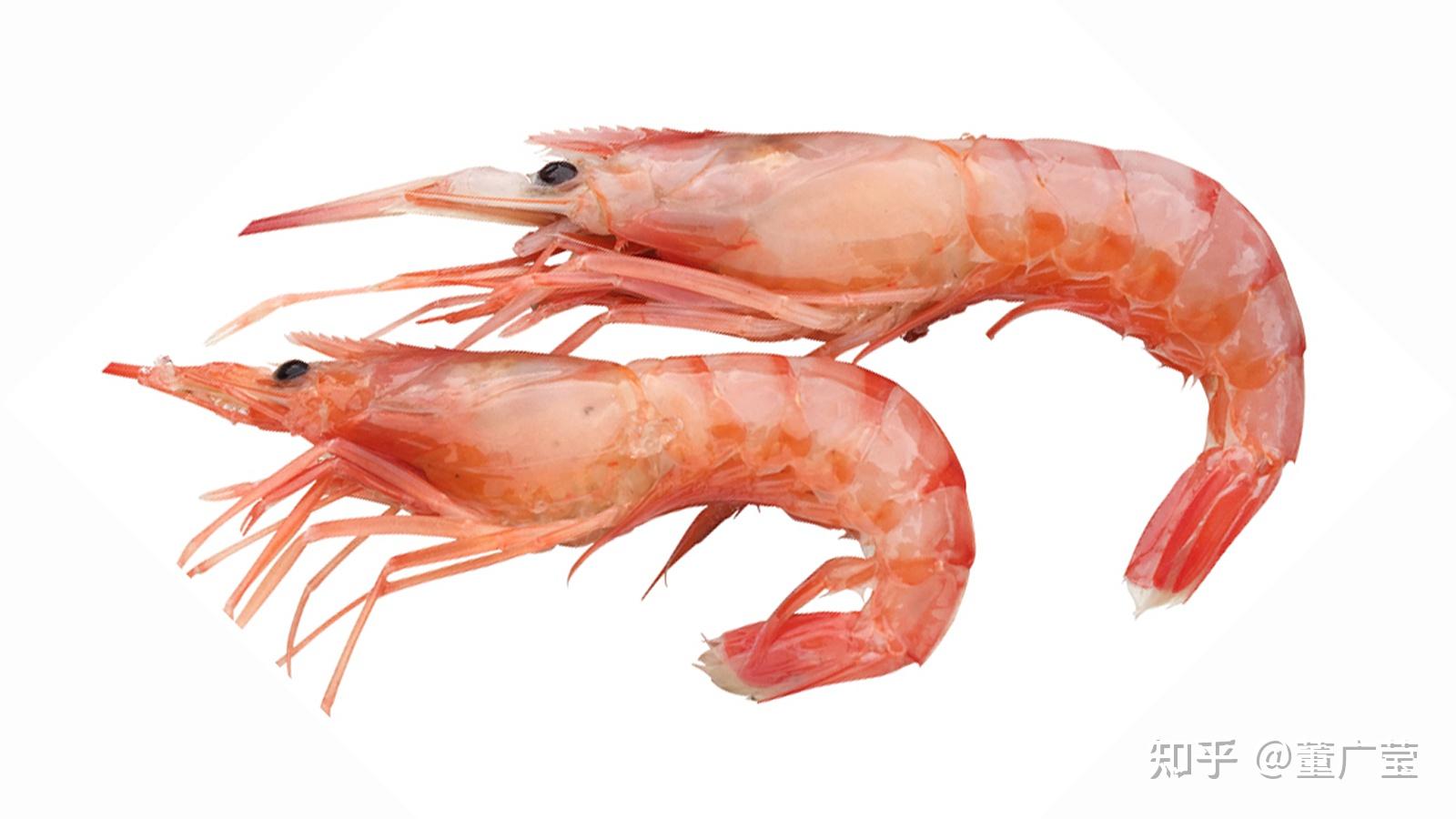 虾的种类有哪些？25种常见虾，河虾海虾哪种最好吃？你吃过哪几种？ - 知乎
