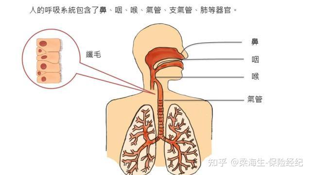 支氣管擴張,大多是由於感染或免疫反應導致支氣管壁的破壞,出現支氣管