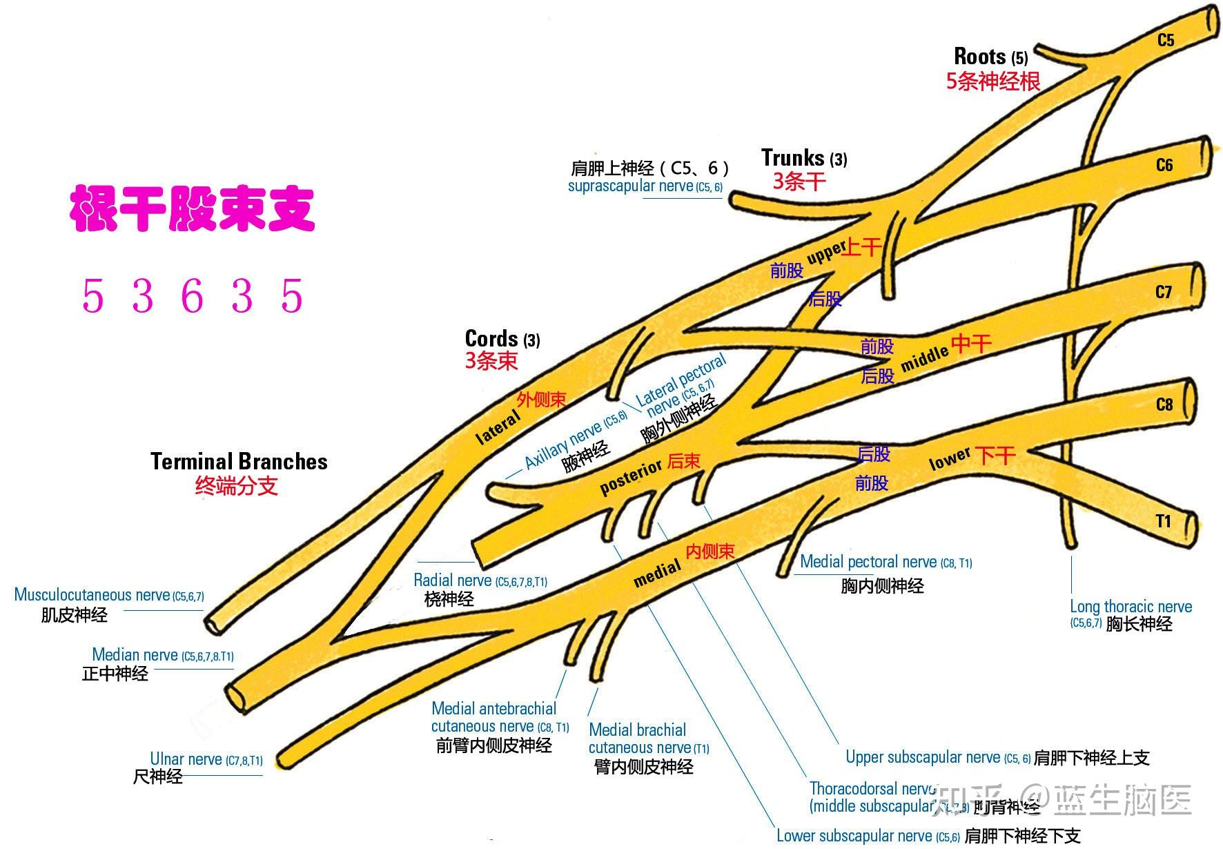 臂丛神经点示意图图片