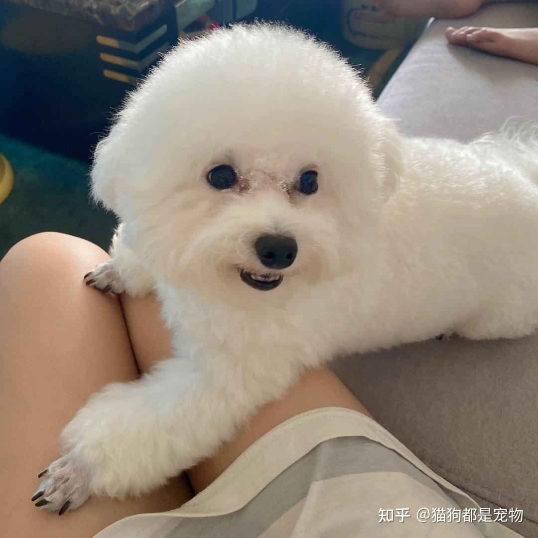 这6种狗狗，适合“有娃家庭”养，你家养过吗？ - 知乎