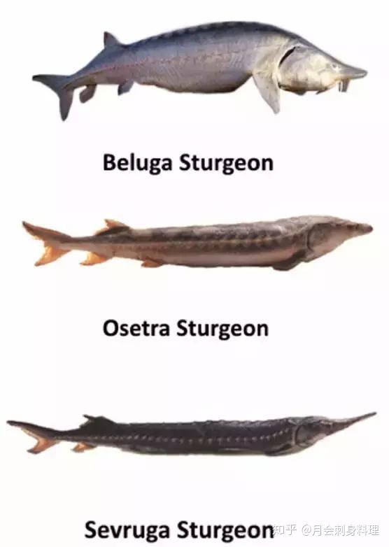 产自里海的beluga(欧洲鳇),oscietra(奥西特拉鲟)及sevruga(闪光鲟)
