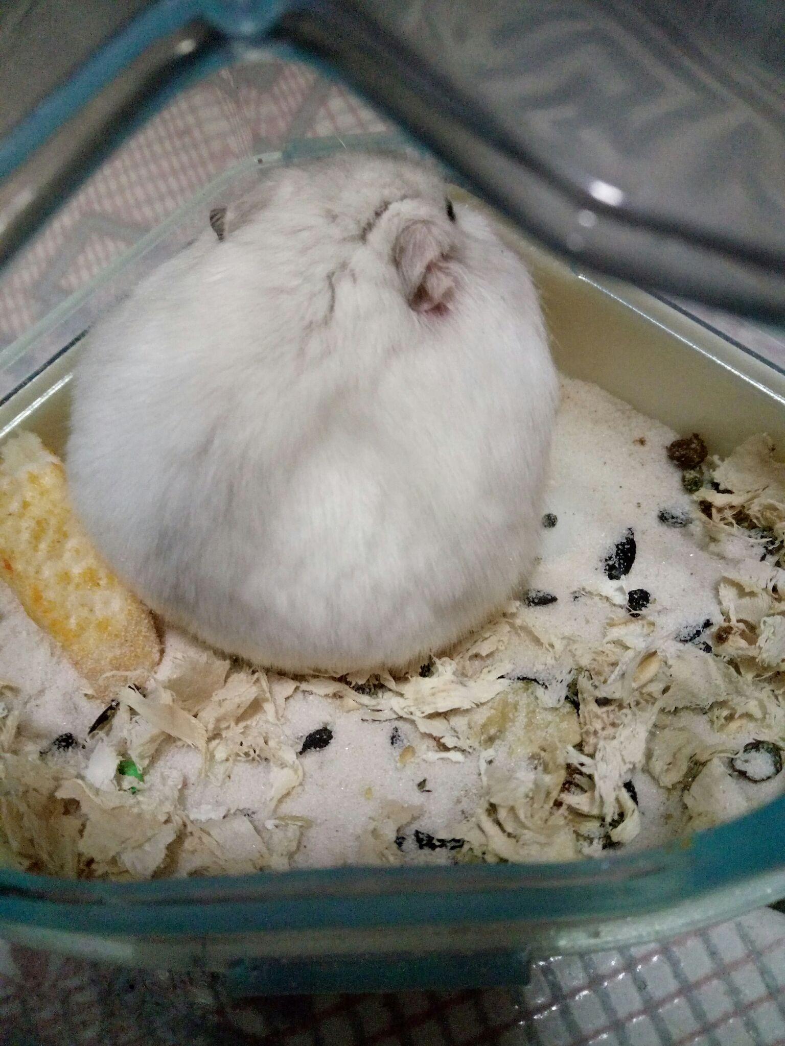 养仓鼠是种怎样的体验