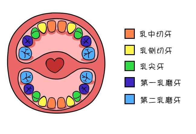 向两边分别叫做:乳中切牙,乳侧切牙,乳尖牙,第一乳磨牙,第二乳磨牙