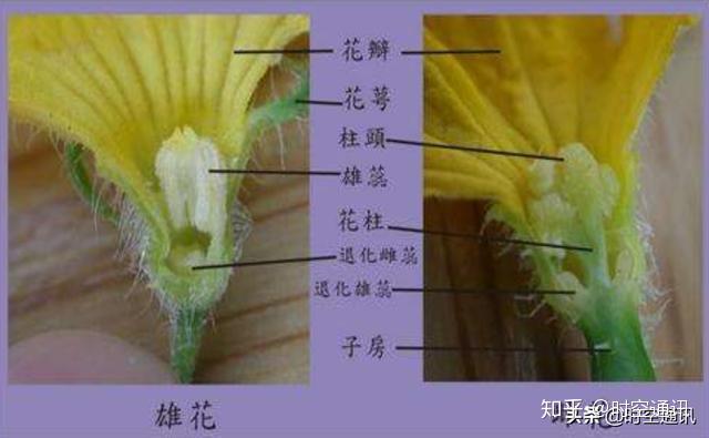 动物的拥抱亲吻是模仿人类吗它们表达的是什么意思
