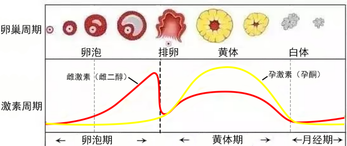 雌孕激素变化曲线图图片