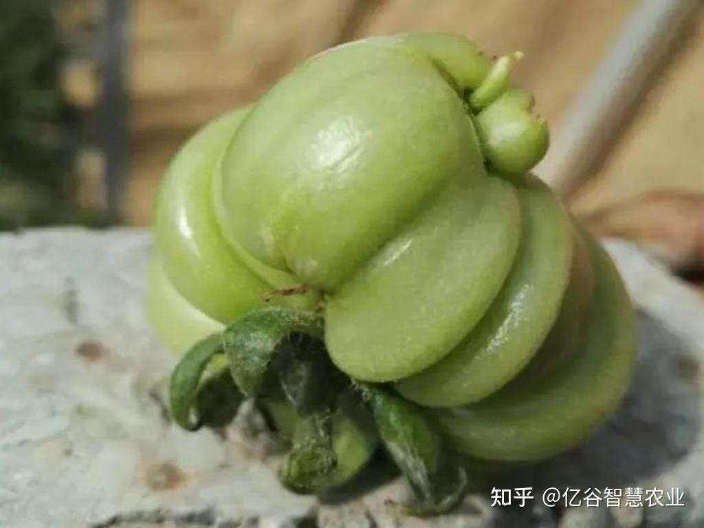 番茄非侵染性病害之畸形果(二)