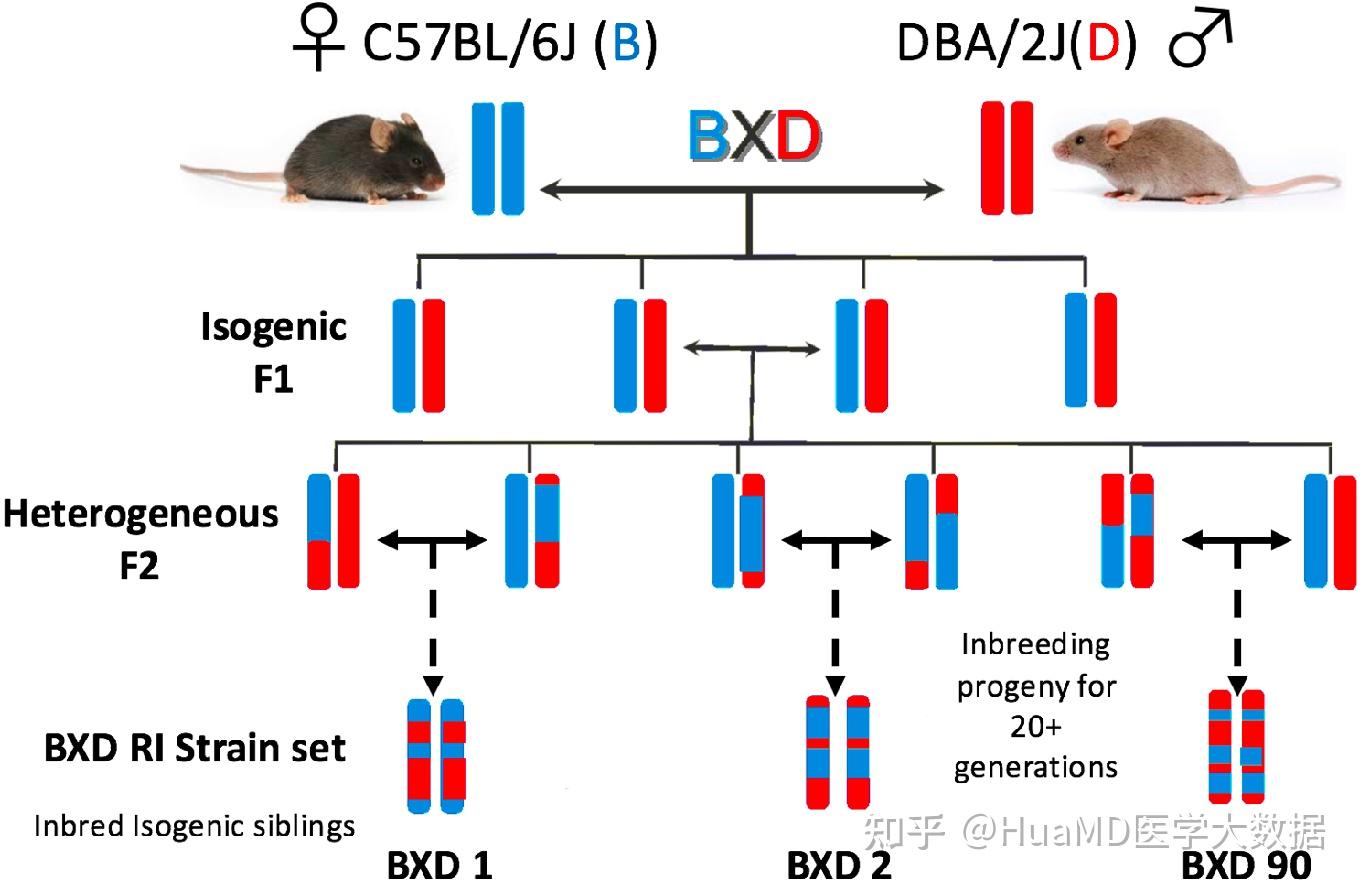 医学大数据及其综合分析（二）—— BXD小鼠数据库/GeneNetwork介绍 (2) - 知乎