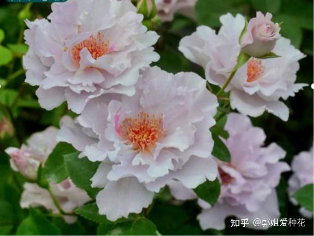 10种半重瓣月季品种