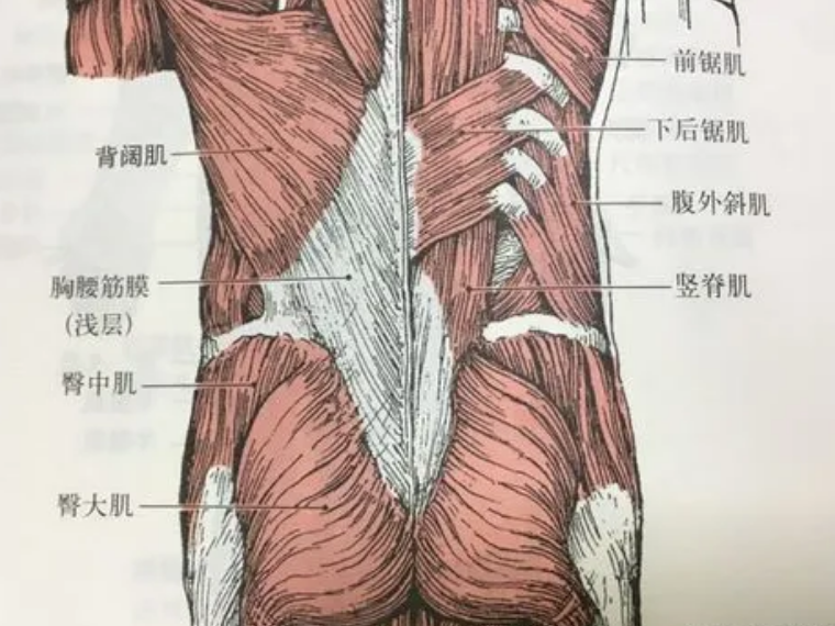 腰肌劳损疼痛区域图片