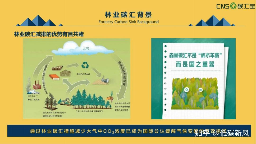 ppt2023国内外林业碳汇发展现状