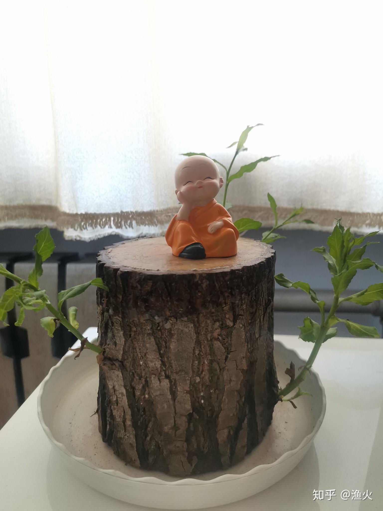 2021考研党蹲一个幸运木伪巴西木实为小柳树墩子