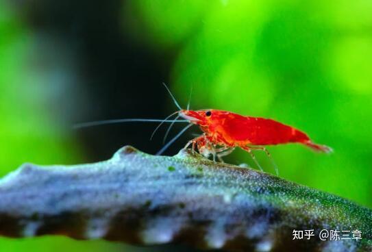 精析極火蝦的飼養繁殖與甄別