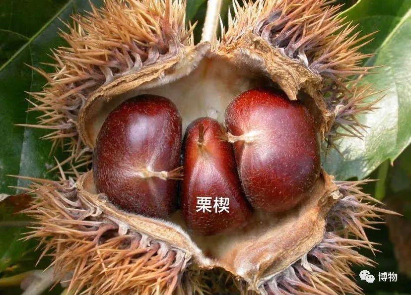 路边捡长得像栗子的东西吃icu警告