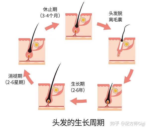 退行期,休止期三个阶段,我们的头发是一个不断反复脱落生长的过程