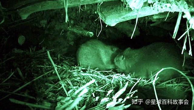 世界十大坏透顶的动物排行榜二专门制造水灾的水利工程师