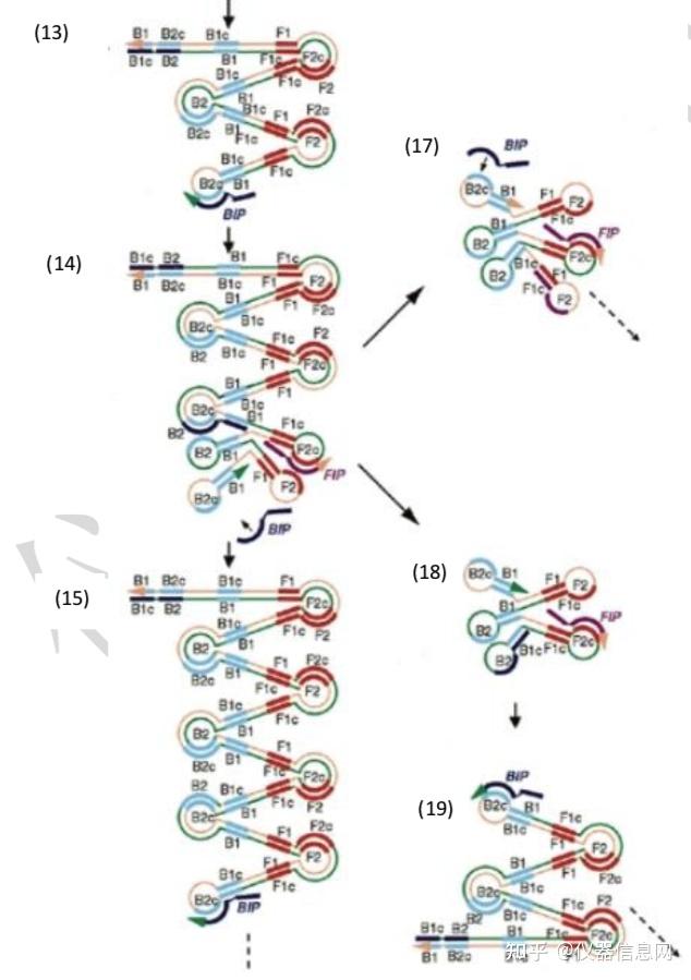 pcr实战宝典no6环介导等温扩增lamp