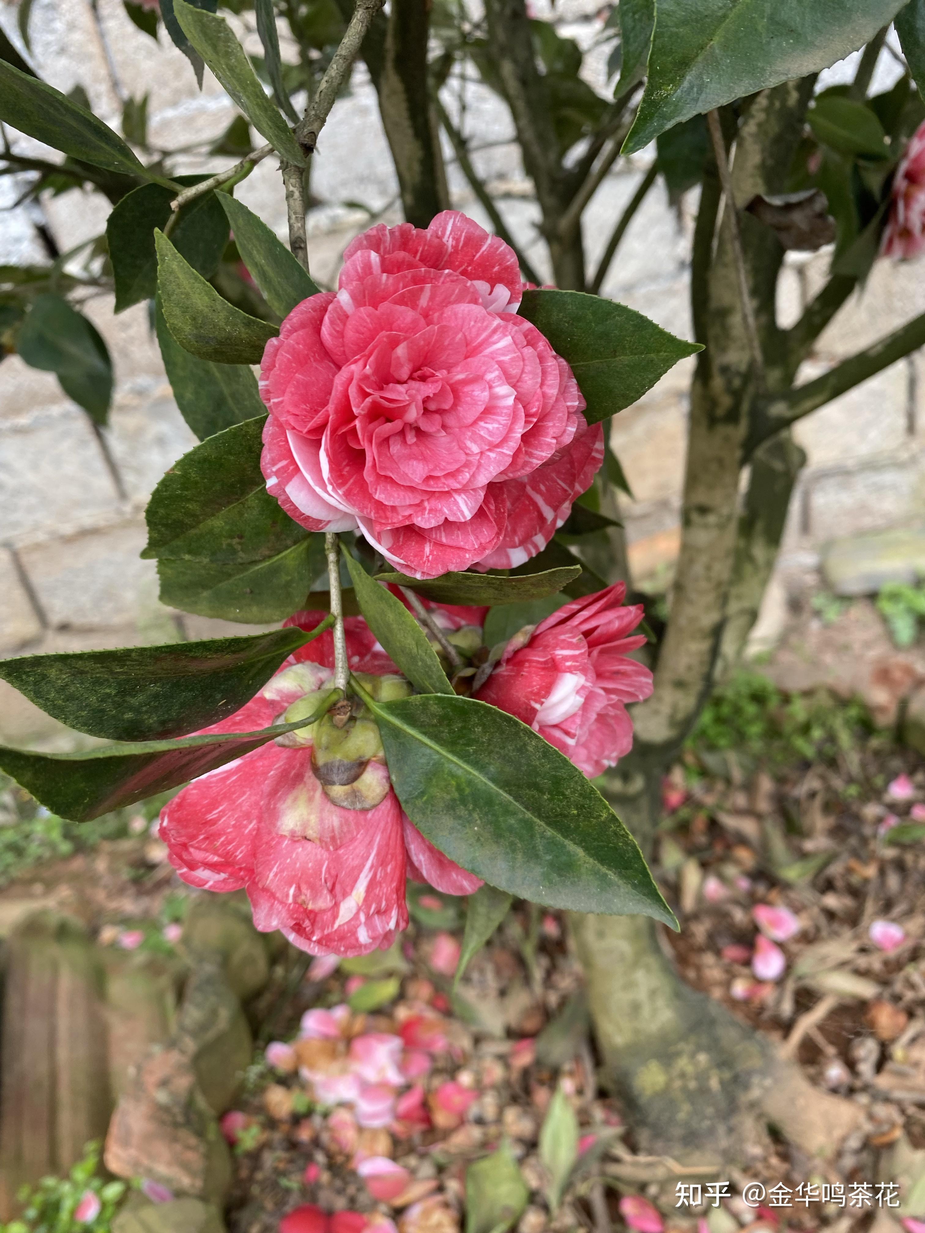 茶花之鸳鸯凤冠 - 知乎