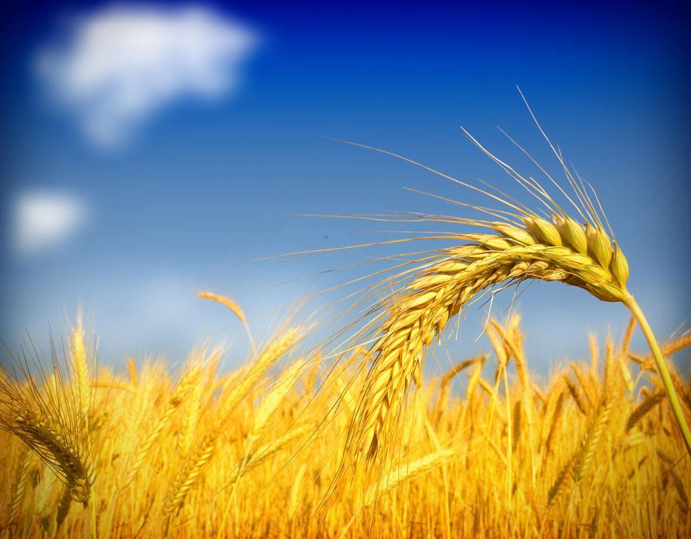 逐渐变为深色,象征着逐渐成熟的过程,正如"淘麦"中的"麦"字,寓意麦穗