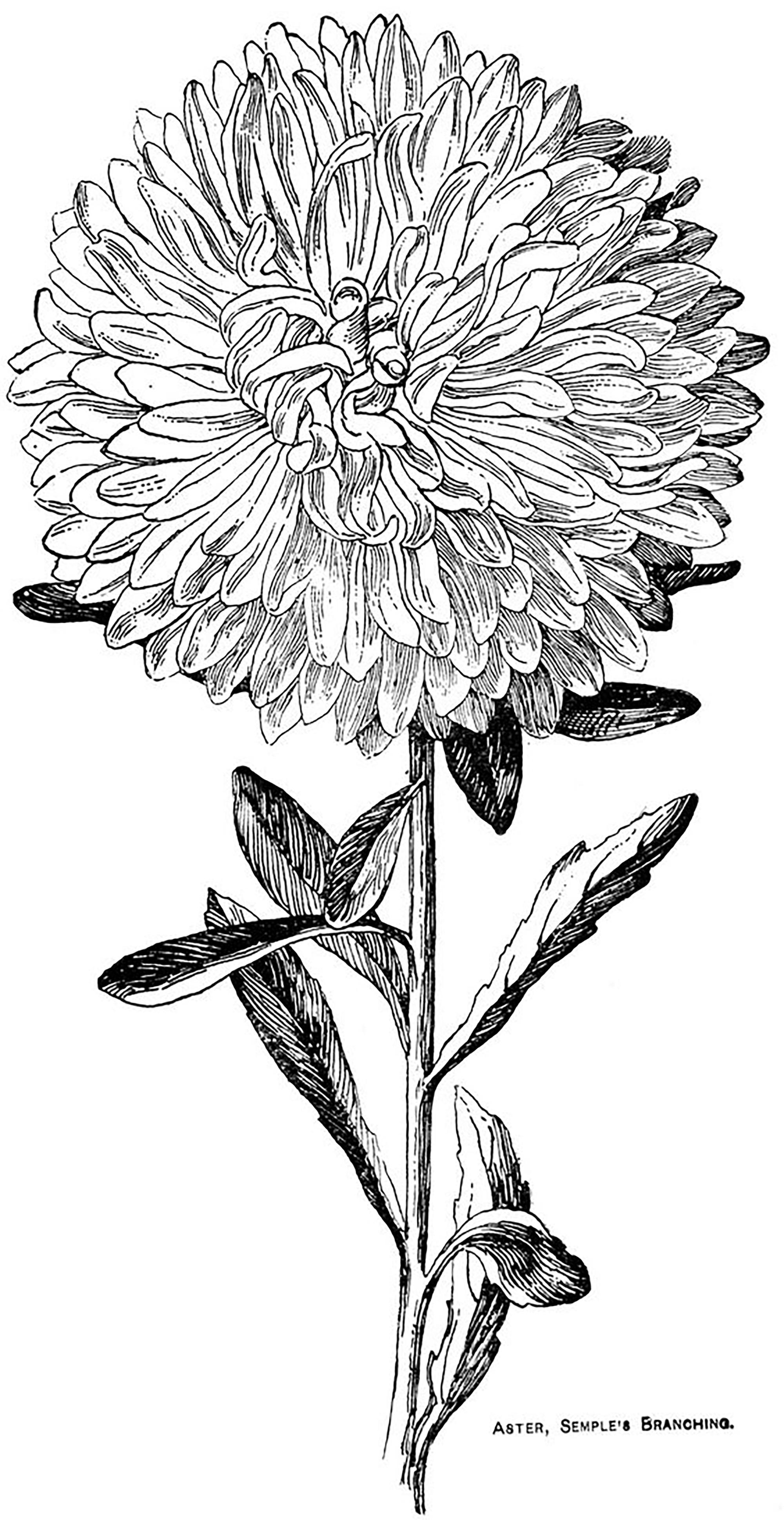 【手绘教程】坚持画画30天 | 线条、几何、植物大合集 - 知乎