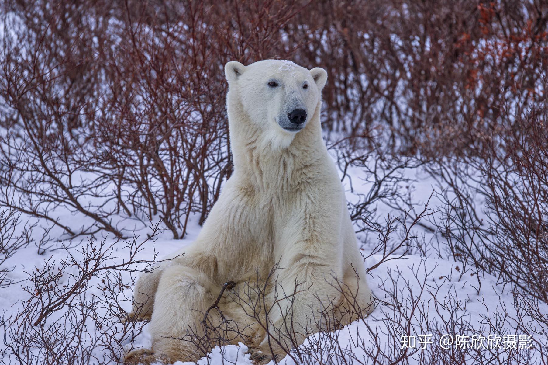 最大的陆地食肉动物北极熊