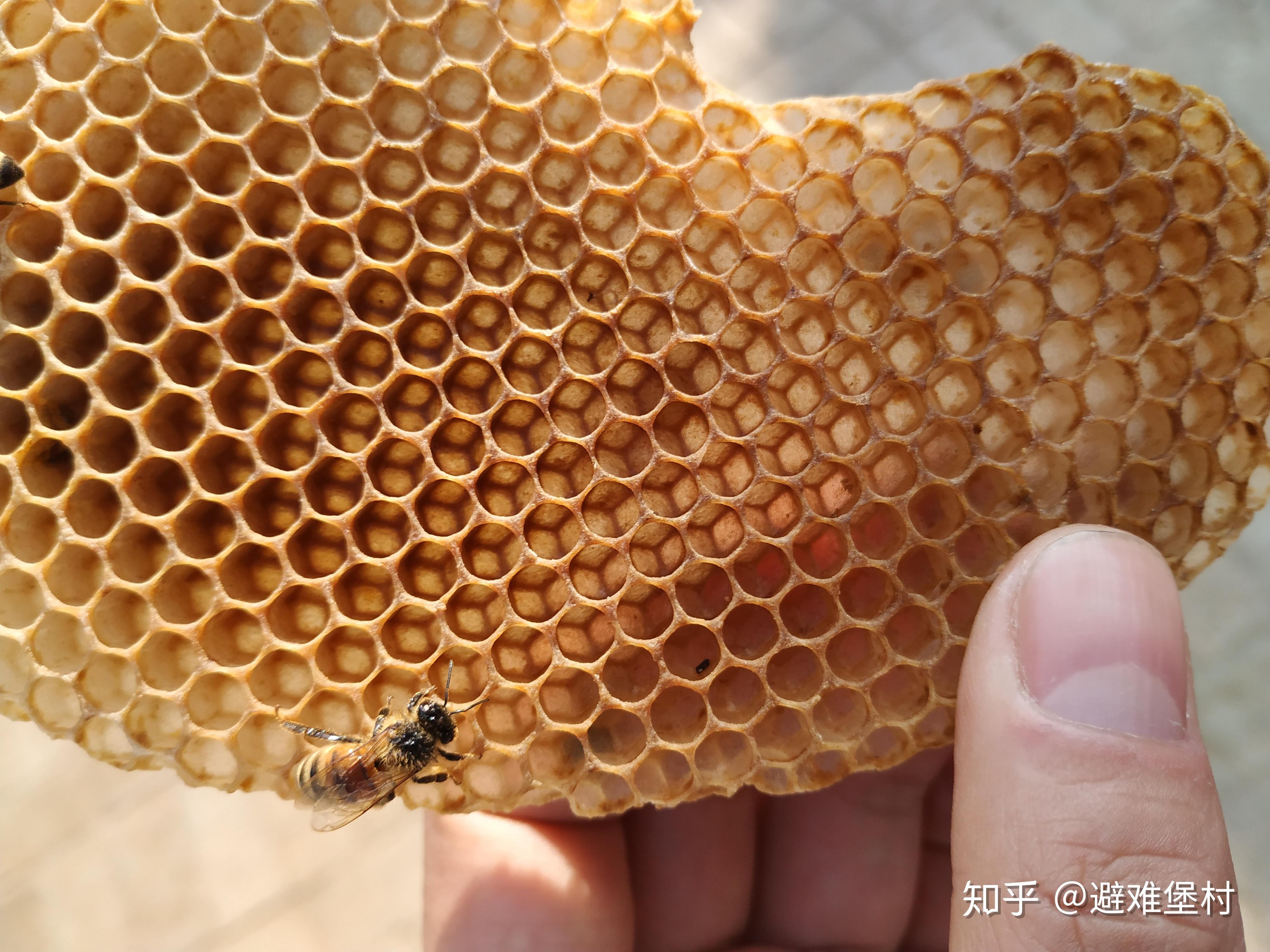 蜂蜜是蜜蜂屎一滴蜂蜜背后的故事告诉你蜂蜜是怎么形成的