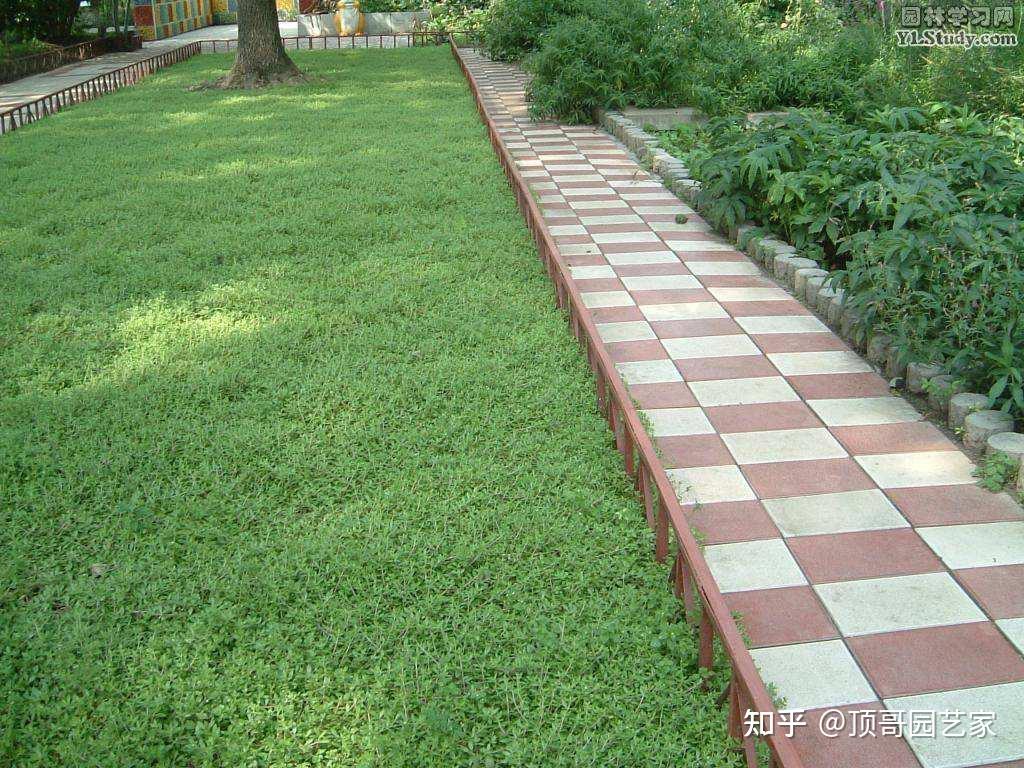 5种适合院子里种的铺地植物种出来比草坪还好看