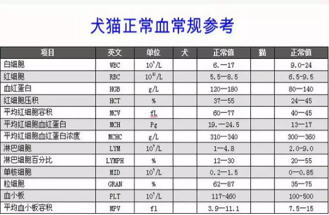 猫咪体检那些事の如何读懂血常规检验报告