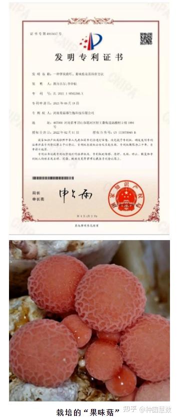【食药用菌育种】一种颜色鲜艳风味独特的食用菌“果味菇”是怎么培育出来的? - 知乎