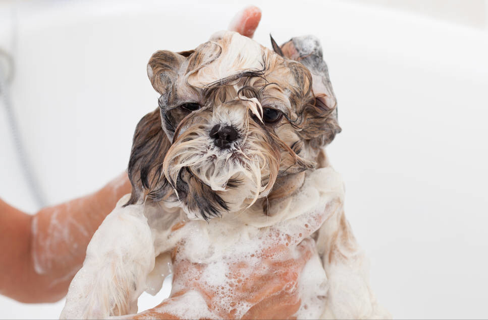 狗狗洗澡照片图片