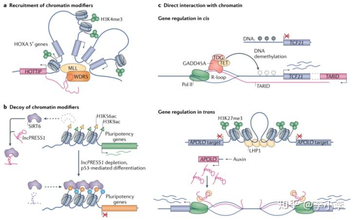 LncRNA研究必读综述--LncRNA与基因调控及其生物学功能 - 知乎