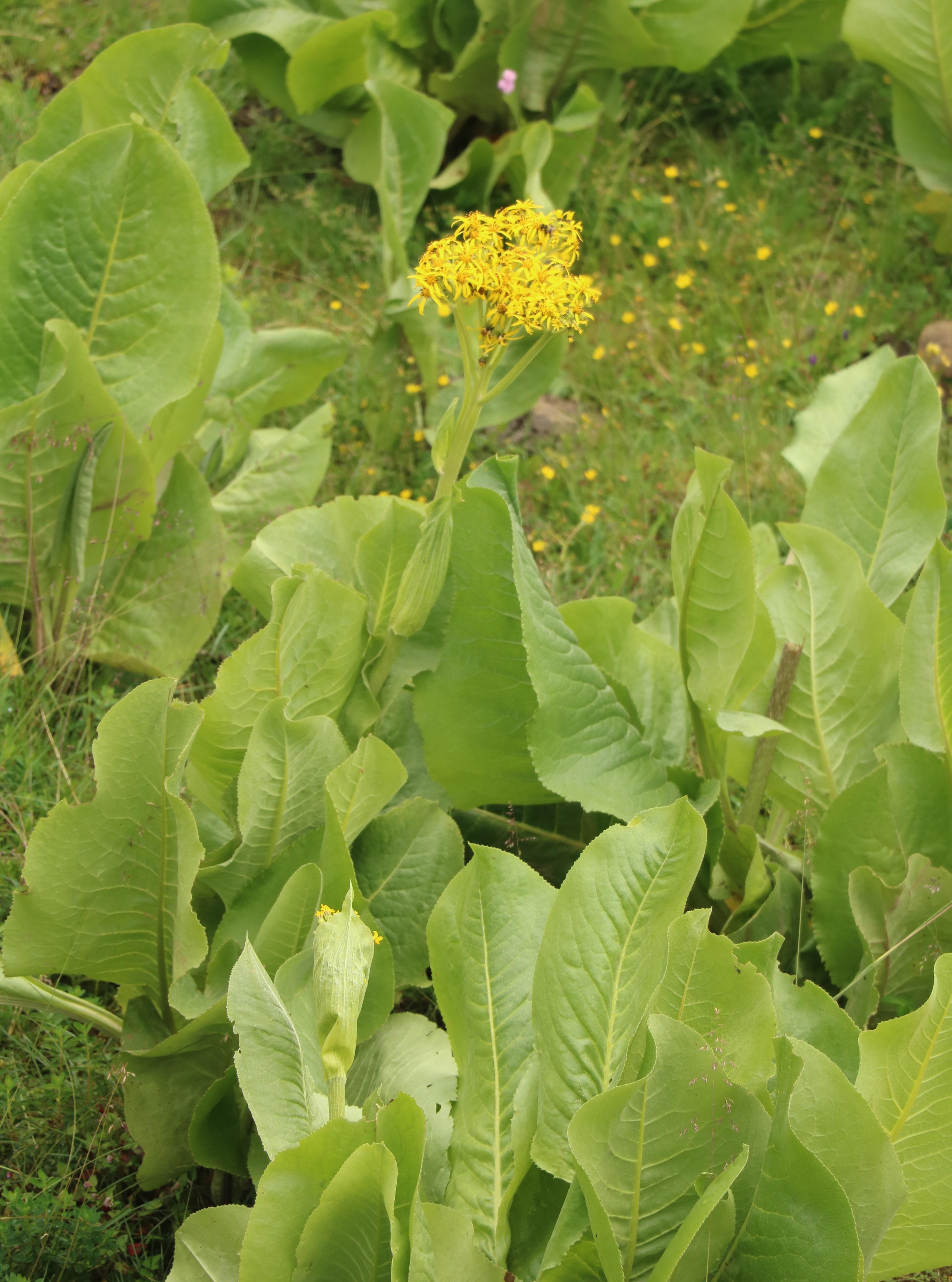 自然:足迹//横断山区植物小记八:菊科 - 知乎
