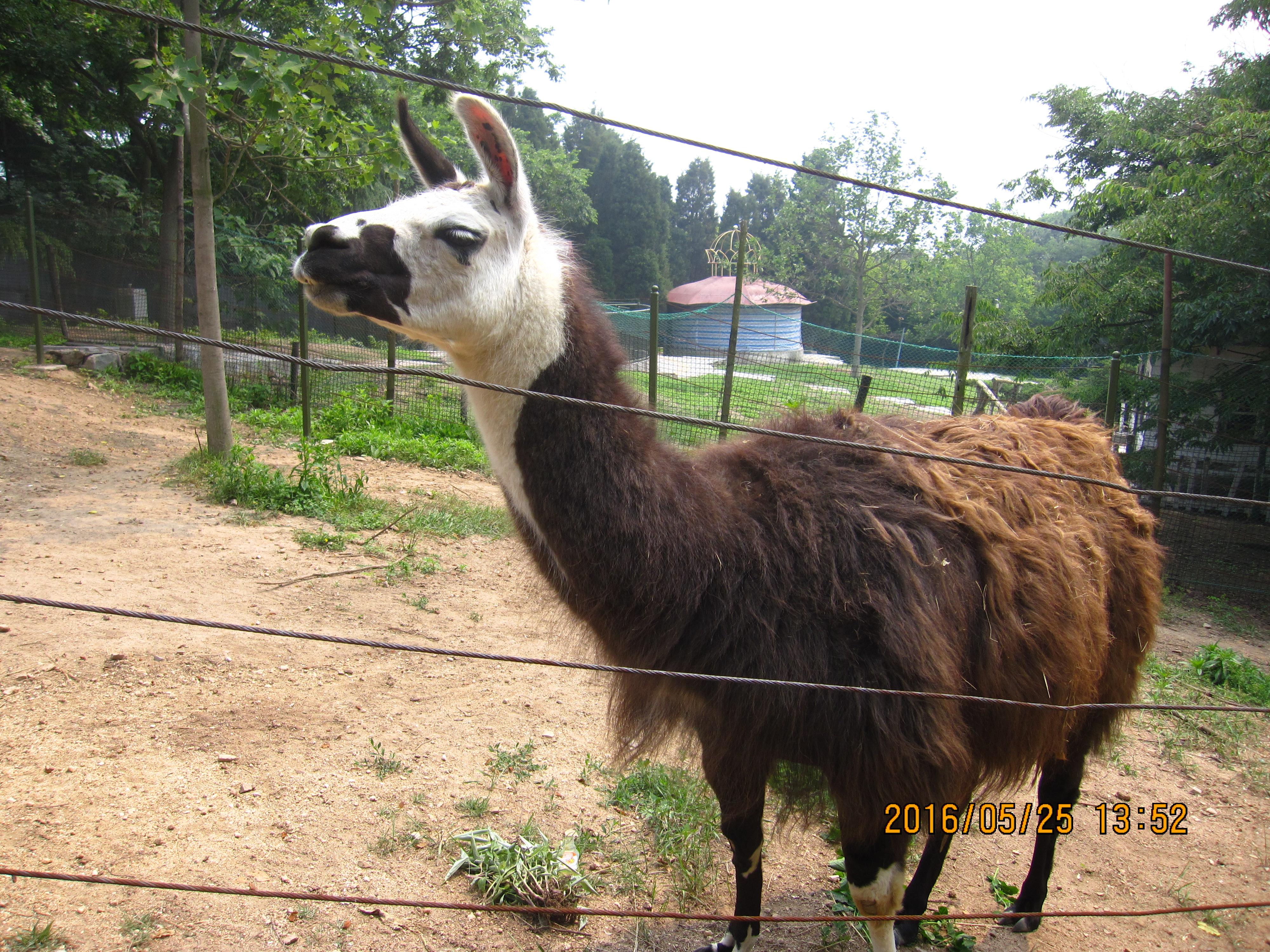 青岛动物园的马驼耐克:马驼 溯本