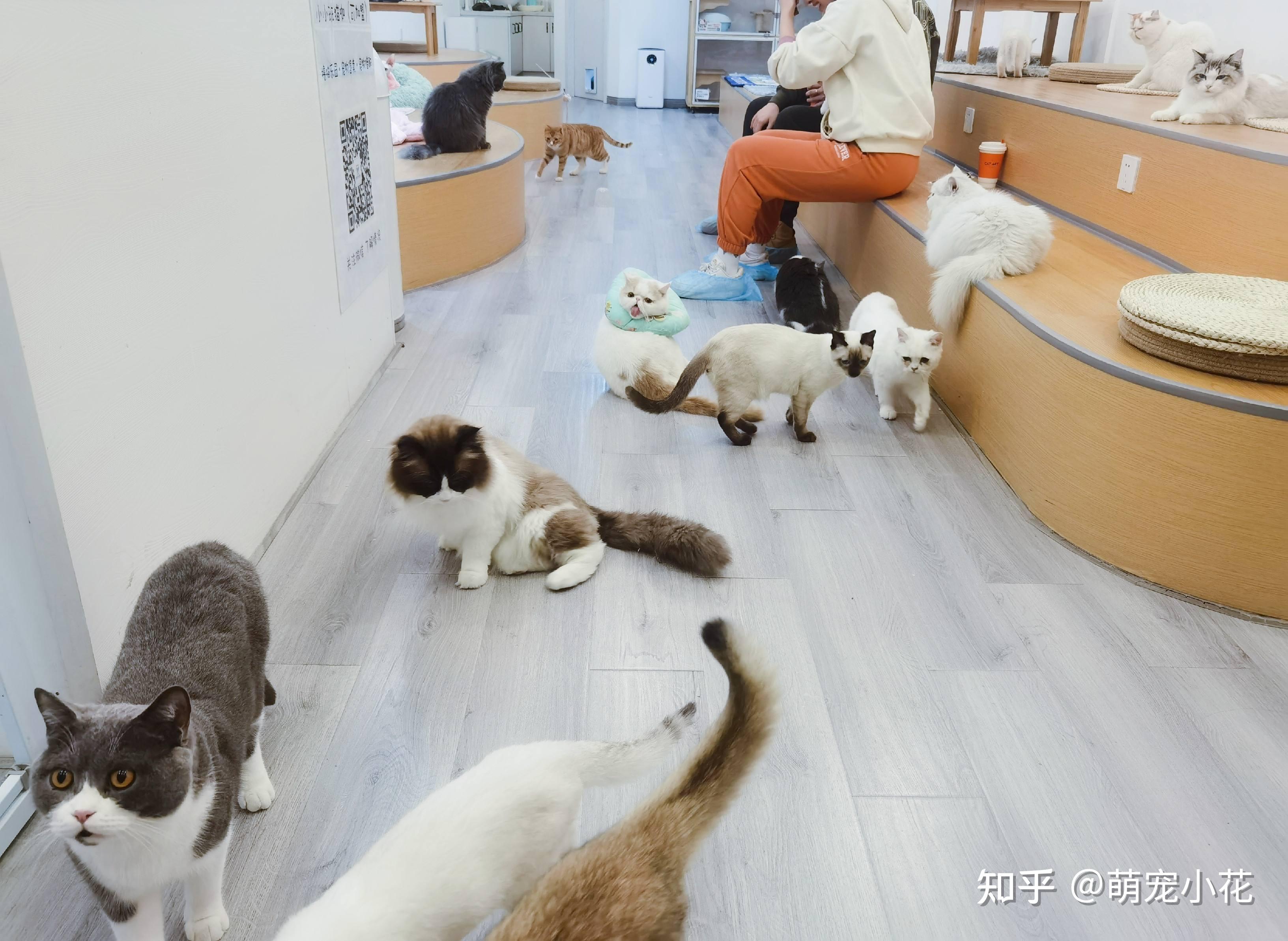 养在“猫咖”里的猫,为什么普遍都不怕人? - 知乎