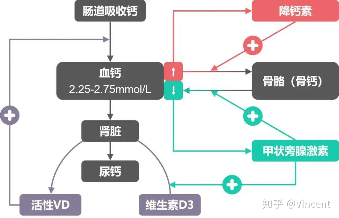 人们容易把补钙等同于强壮骨骼,是因为不了解血钙和骨钙间的关系.