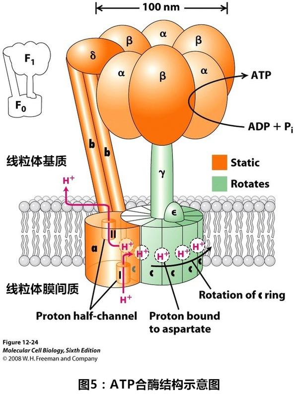 一份葡萄糖到底生成多少份atp？简单考题背后的复杂科学
