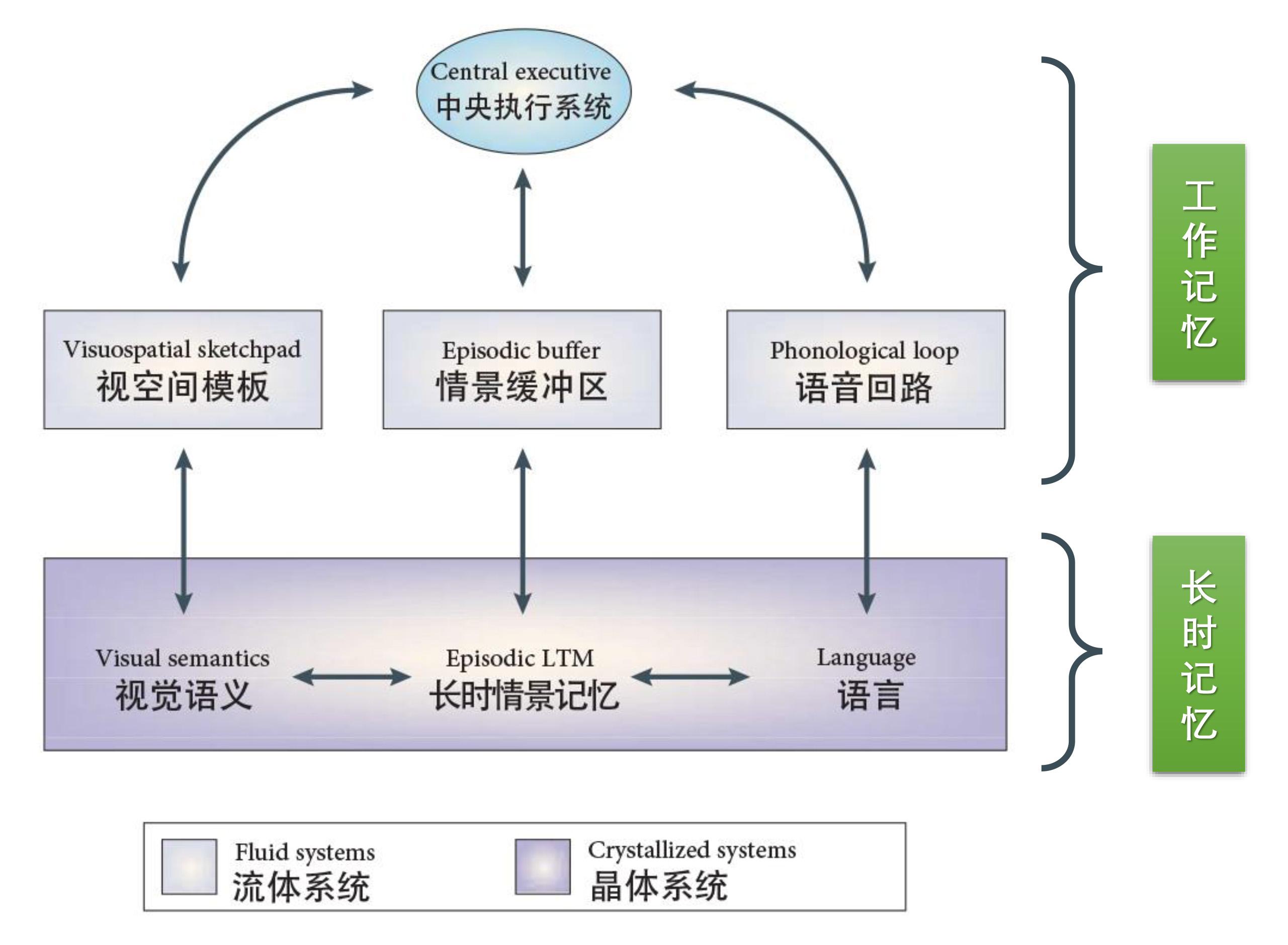 工作记忆的理论模型