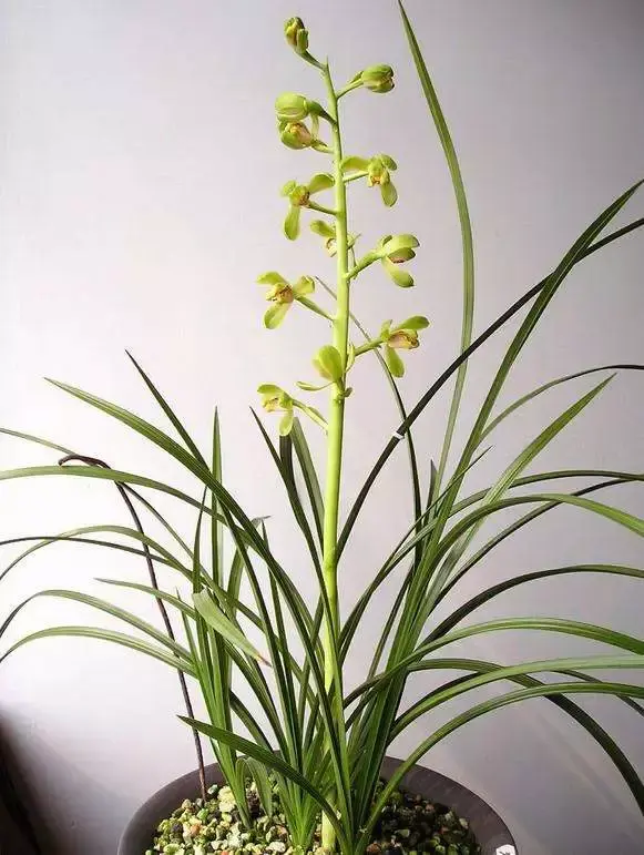 蕙兰铭品荟萃:新八种鉴赏 - 知乎