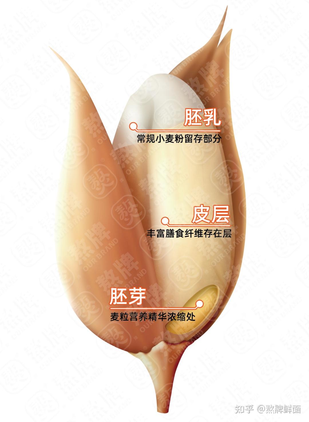 胚乳的作用图片