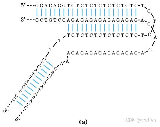 分子生物学回顾——染色体与DNA - 知乎