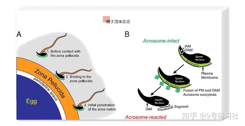 精子活动力a图片