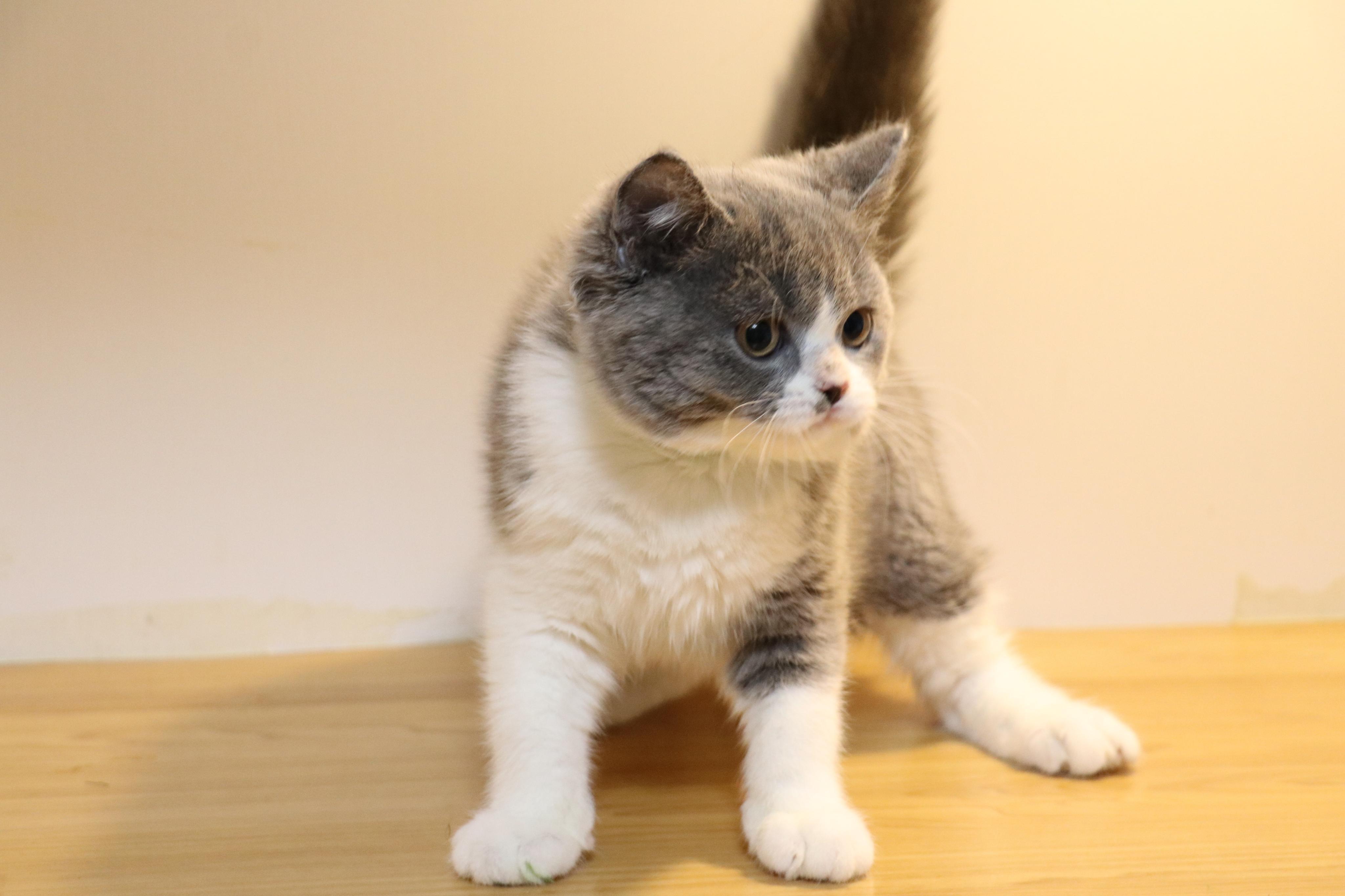 双血统英短蓝白