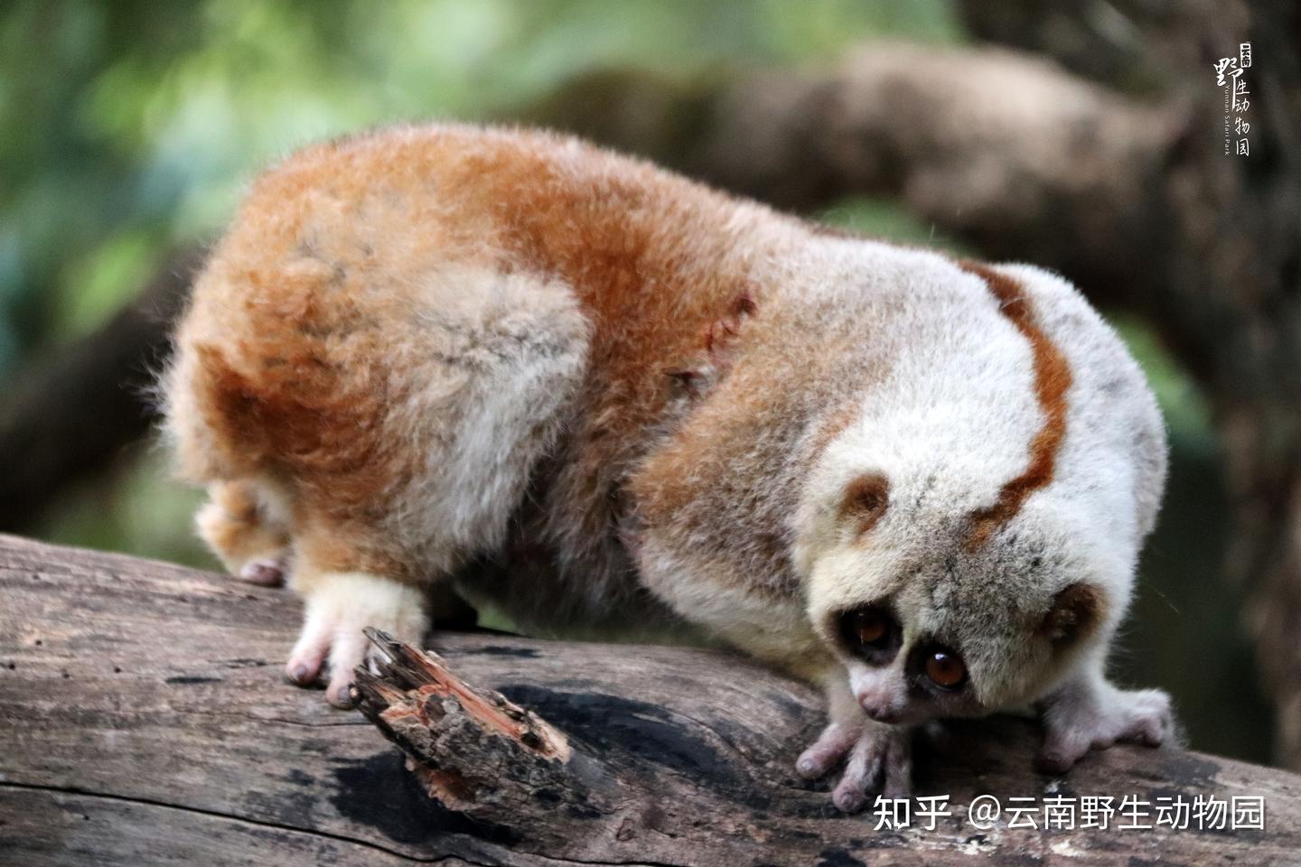 萌萌的懒猴 - 知乎