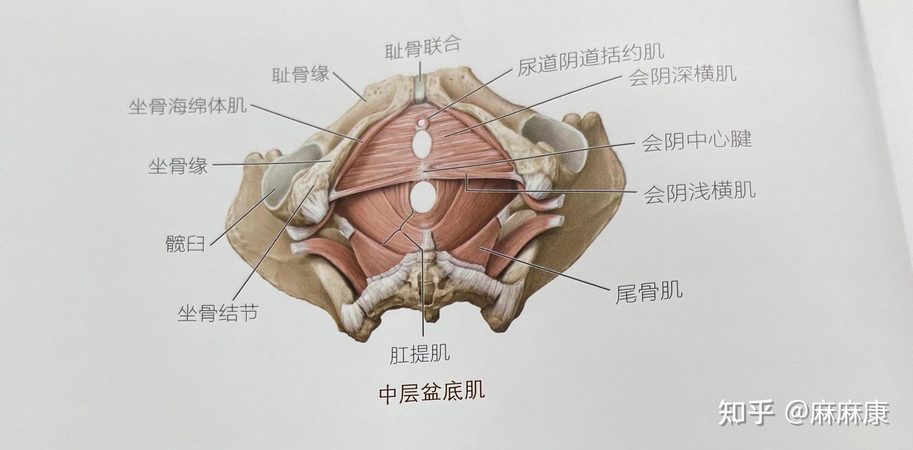 盆底浅层肌肉图片