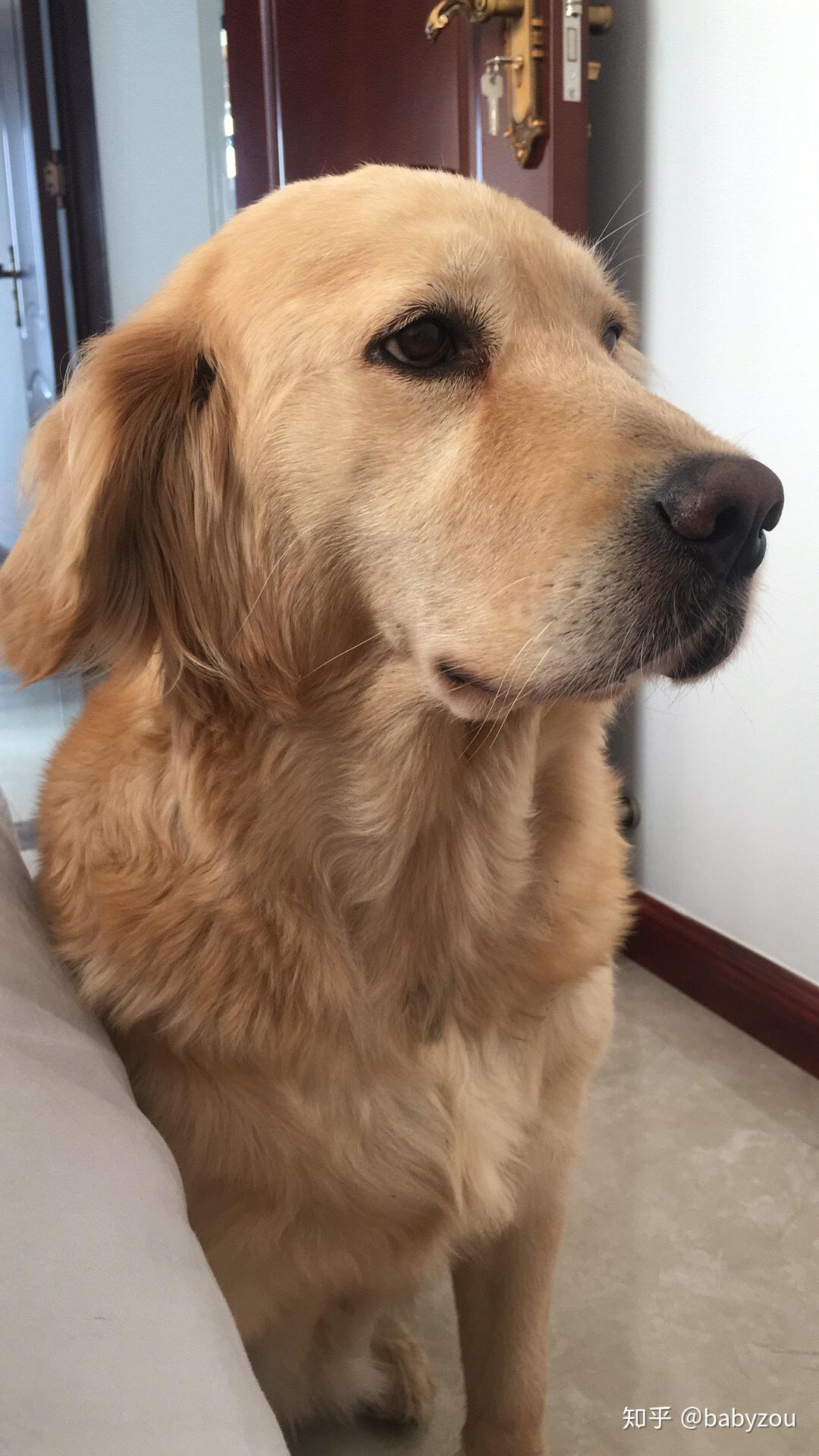 金毛长大后会很温顺吗