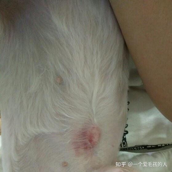 狗狗脐带发炎的图片图片