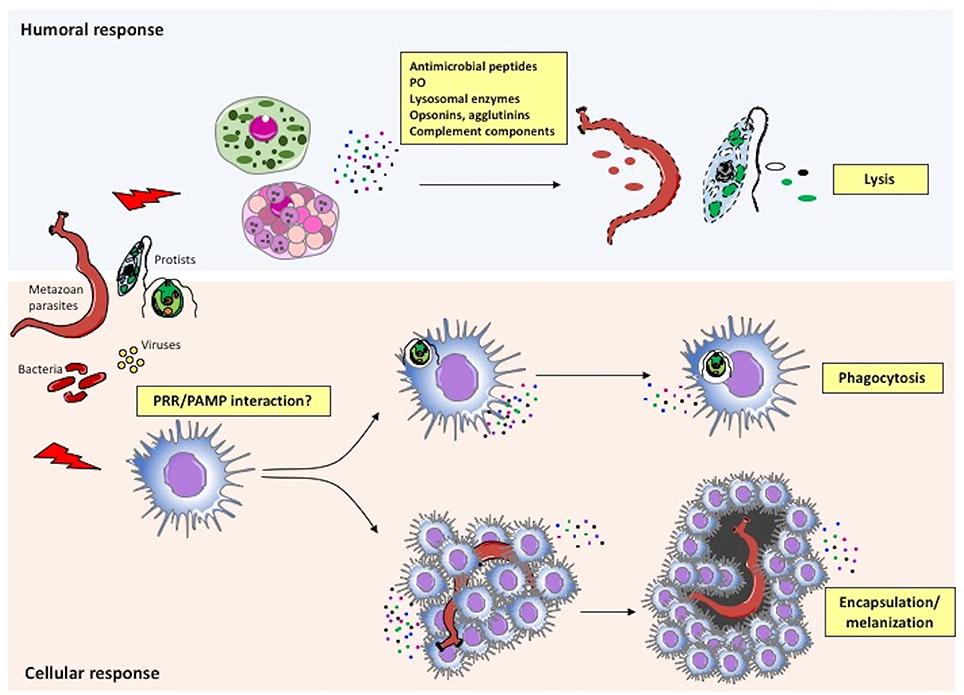 图说免疫系统(Immune system)·无脊椎动物 - 知乎