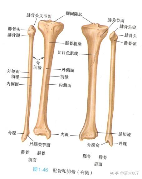 人体小臂骨骼结构图图片