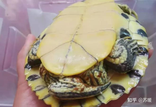 乌龟脱肛手术详细过程分享