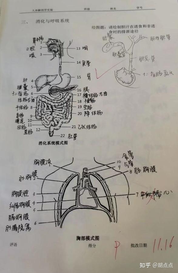 人體解剖學實驗消化系統模式圖膽汁在進食和非進食時的排洩途徑模式圖